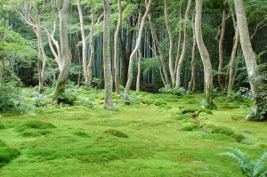 Grounds of the Gioji moss temple, Arashiyama, Kyoto, 2007